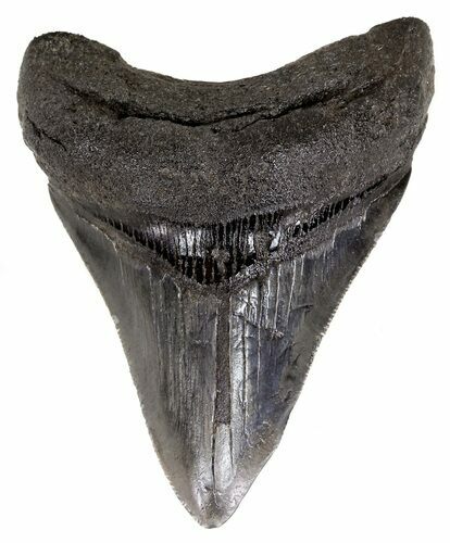 Serrated, Megalodon Tooth - Georgia #55647